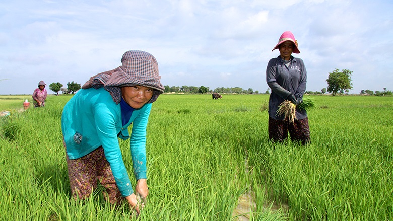 Cambodian Farmland Investments