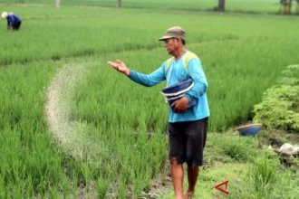 Indonesia cuts subsidized fertilizer prices by 20% to boost farmer productivity and national food security, leading to a surge in daily farmer purchases.