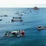 Việt Nam shifts to high-tech offshore aquaculture, replacing traditional fishing with resilient HDPE cages to boost profit and achieve blue economy goals.