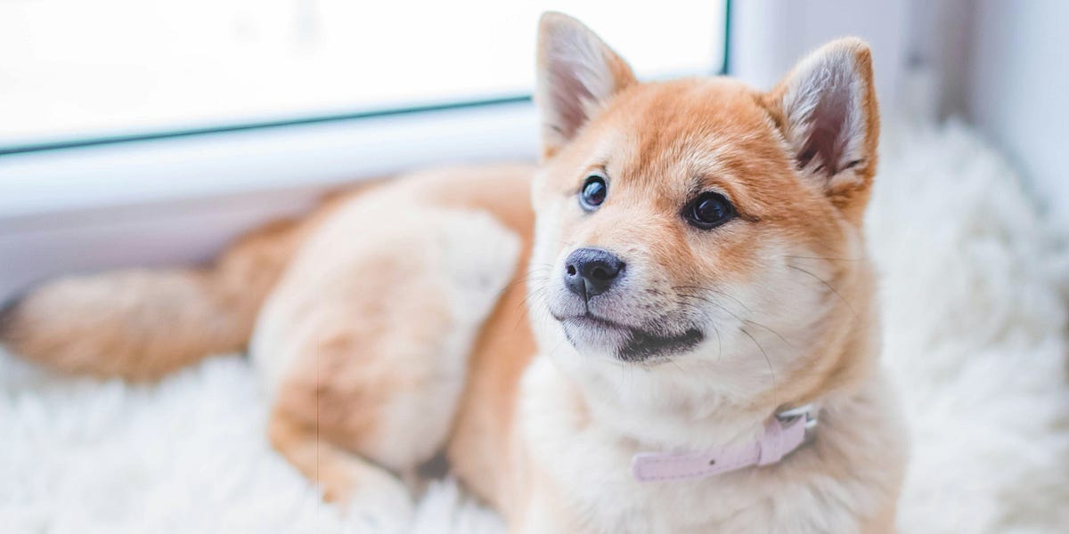 Malaysia Pet Care Industry