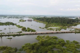 Thai Rice prices hit a 4-month high ($375/MT) due to flood concerns, while Indian prices fell on a weak rupee, creating market divergence across Asia's rice trade.