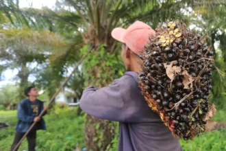 Sumatra floods cause $4.1B in Indonesian losses, threatening the global palm oil supply chain and increasing climate-risk volatility for regional investment.