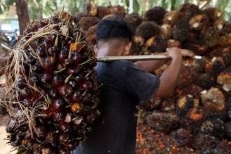 Indonesia secures 3.7 billion dollars to boost the palm oil value chain, focusing on downstream processing and the B50 biofuel mandate to drive economic growth.