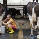 Indonesia secures Rp1.14 trillion investment to scale the Free Meal Program. New dairy facilities and smart technology ensure nutritious milk for students.