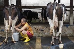 Indonesia secures Rp1.14 trillion investment to scale the Free Meal Program. New dairy facilities and smart technology ensure nutritious milk for students.