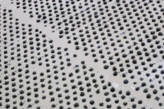 Indonesian Palm Oil exports surged 19% to $21.63 billion in 2025. Rising demand from India and new trade agreements continue to drive record national surpluses.