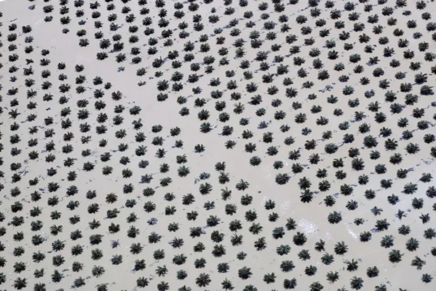 Indonesian Palm Oil exports surged 19% to $21.63 billion in 2025. Rising demand from India and new trade agreements continue to drive record national surpluses.