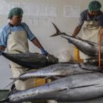 Indonesia launches a 2026 strategy to boost seafood exports by meeting global certification standards and leveraging new trade agreements for market expansion.