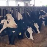 A row of cattle eating feed in an indoor livestock facility, showing several black and white cows at a feeding trough.