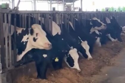 A row of cattle eating feed in an indoor livestock facility, showing several black and white cows at a feeding trough.