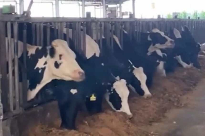 A row of cattle eating feed in an indoor livestock facility, showing several black and white cows at a feeding trough.