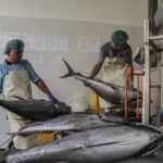 Two workers weighing large tuna, highlighting the quality control process in Indonesia's thriving fishery export sector.