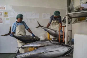 Two workers weighing large tuna, highlighting the quality control process in Indonesia's thriving fishery export sector.