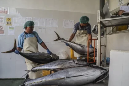 Two workers weighing large tuna, highlighting the quality control process in Indonesia's thriving fishery export sector.