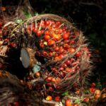 A high quality oil palm fresh fruit bunch sits on the plantation floor ready for sustainable processing and certification.