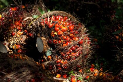 A high quality oil palm fresh fruit bunch sits on the plantation floor ready for sustainable processing and certification.