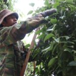 A worker on a ladder, hand-harvesting ripe pepper clusters in a Vietnamese agricultural plantation.