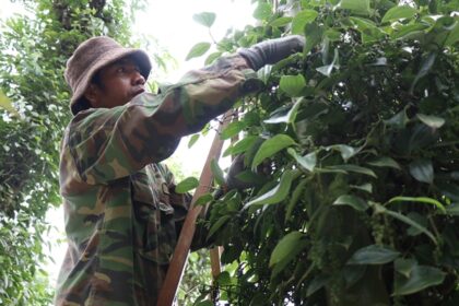 A worker on a ladder, hand-harvesting ripe pepper clusters in a Vietnamese agricultural plantation.