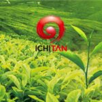Ichitan logo displayed over lush green tea plantations, highlighting the beverage focus analyzed by FSSIA researchers.