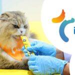 A cat enjoys treats alongside the i-Tail logo, highlighting the innovative pet food solutions from ITC.