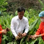 Farmers examine turmeric plants for OCOP goods production