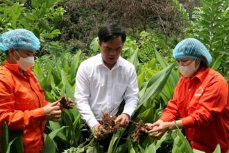 Farmers examine turmeric plants for OCOP goods production