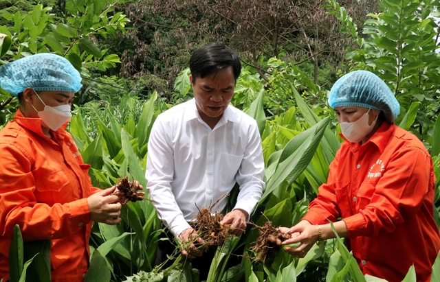 Farmers examine turmeric plants for OCOP goods production